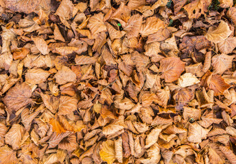 Nature ground texture with dead leaves on the grass during fall season