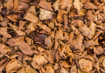 Nature ground texture with dead leaves on the grass during fall season