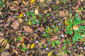 Nature ground texture with dead leaves on the grass during fall season