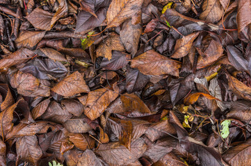 Nature ground texture with dead leaves on the grass during fall season