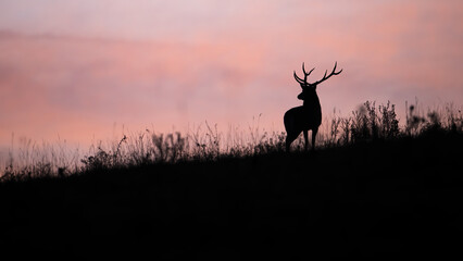 Silhouette of red deer, cervus elaphus, looking to the horizont with pink sky. Dark shape of stag standing on field. Antlered animal watching on glade in backlit.