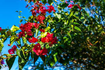 red and yellow leaves