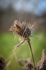 An isolated dried thistle flower in a field