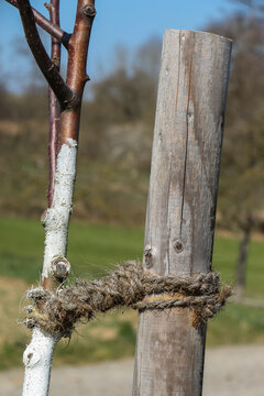 Hanfschnur an einem frisch gepflanzten Baum und einem St&uuml;tzpfahl 
