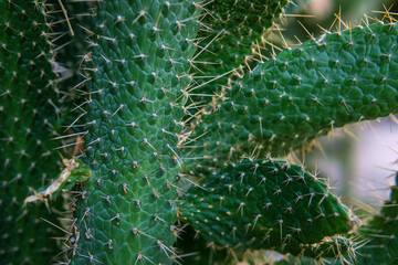 cactus close up