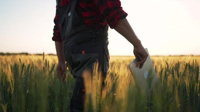 Agriculture concept. Farmer in overalls walks in wheat field. An agronomist in rubber boots walks along a rural road. Farming technology. Worker works in a wheat field. Organic products. Growing food