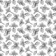 Basil Seamless Pattern. Italian herbs.A sprig of marjoram. Basil is a fragrant and fragrant seasoning. Hand-drawn illustration