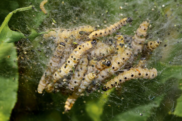 Raupen der Pfaffenhut-Gespinstmotte im Gespinst. Yponomeuta plumbella,