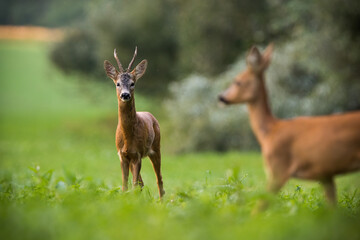 Naklejka na ściany i meble Two roe deer, capreolus capreolus, standing on grassland in summertime nature. Buck and doe looking to each other on green field. Male and female watching on pasture.