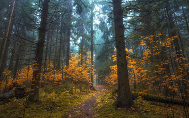 narrow path with trees with autumn yellow leaves in dark misty forest. autumn atmospheric forest landscape