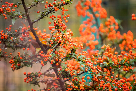 Red berries on a branch. Rich red background. Pyracantha coccinea. Orange Glow