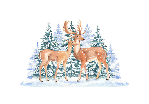 Watercolor winter deer. Christmas card, holiday card for printing, illustration of a winter forest isolated on a white background