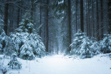 Winter forest landscape, path and trees covered with snow in foggy forest - Powered by Adobe