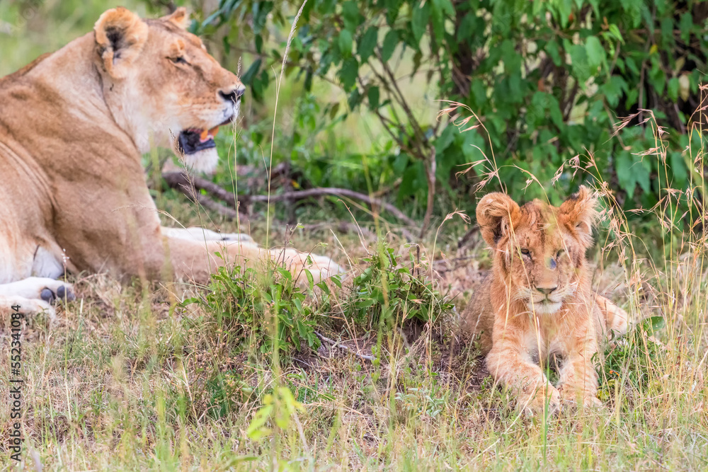 Wall mural Lion Cub with his mother