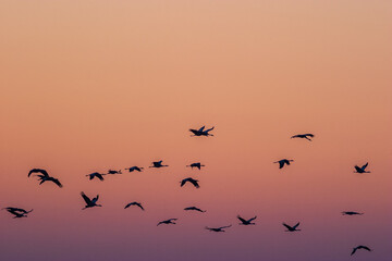 Flock of Cranes flying in the morning light