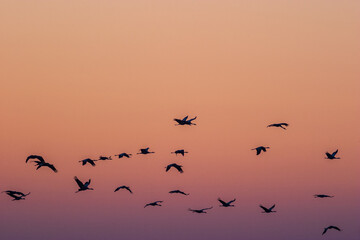 Flock of Cranes flying in the morning light