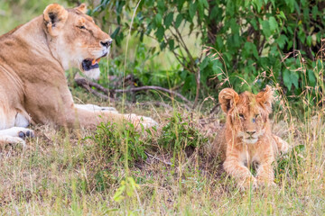 Lion Cub with his mother