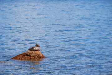 Fototapeta premium Merganser bird rest on a rock in the water