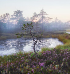 small crooked pine against a foggy swamp in summer with blooming heather