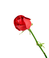 red rose flower on transparent png