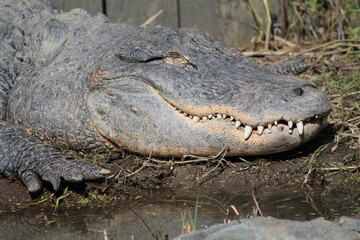 Bel alligator américain faisant une sieste avec les yeux bien fermés, alligator gris...