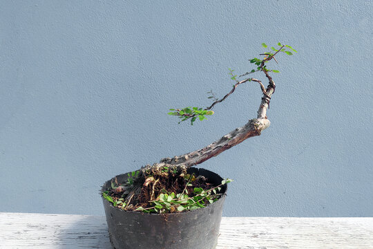 Phyllodium pulchellum (L.) in clay pots used to create  bonsai.
