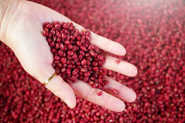 Adzuki Beans or Japanese Red Beans in nature background.