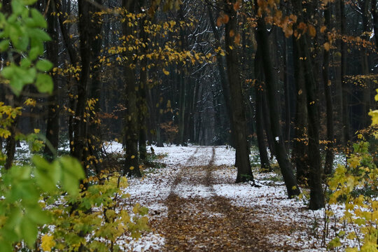 Atumn In The Forest