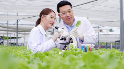 Plant researchers are analyzing vegetables. In the garden, organic vegetables. - obrazy, fototapety, plakaty