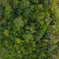 Aerial view green tropical rain forest on mountain