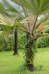 palm trees in the garden