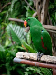 Conservation of wild animals from nature that are endangered due to global warming and environmental pollution, exotic animals, animal parks in zoos