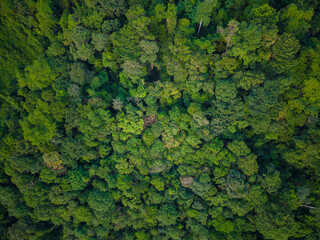 Aerial view green tropical rain forest on mountain