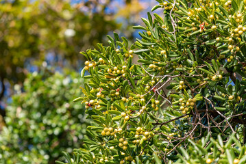 Ripe and cracking Japanese Cheesewood fruit