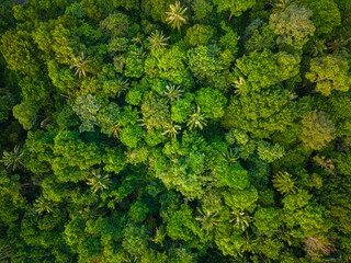 Naklejka premium Aerial view green tropical rain forest on mountain