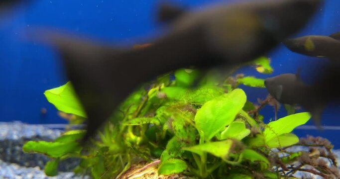 Poecilia sphenops (Black Molly) fish gather food in the aquarium