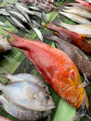 Red grouper fish in traditional market