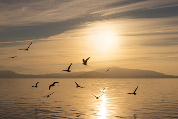 Silhouettes of birds above the calm smooth surface of the water against the background of sunlight during sunset