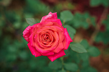 red rose in garden