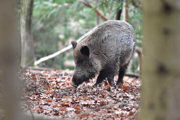 Wildschwein im Wald