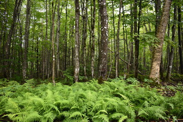 A maple forest in summer, Sainte-Apolline, Québec, Canada