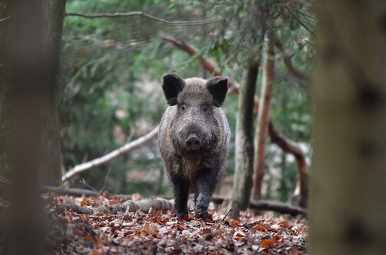 Wildschwein im Wald