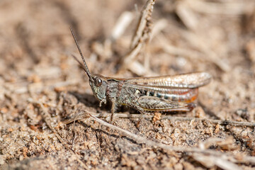 Common Grasshopper Insect on Ground Macro