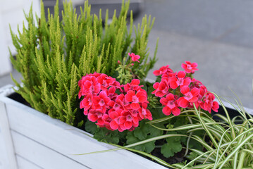 Pink flowers in a flower pot