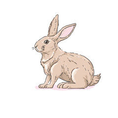 Fototapeta na wymiar hand drawn Cute Rabbit Illustration