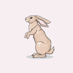 hand drawn standing Cute Rabbit Illustration
