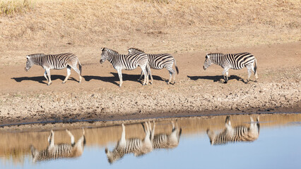 Fototapeta na wymiar Zebra's Four Walking By Waterhole Wildlife Mirror Reflections Wilderness Landscape.