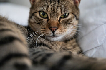 close-up of the eyes of a cat