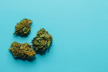 Medical marijuana, inflorescences of shinki weed plant on blue background.