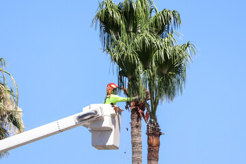 Landscape worker using an aerial lift and a power tool to remove brown leaves of a palm tree